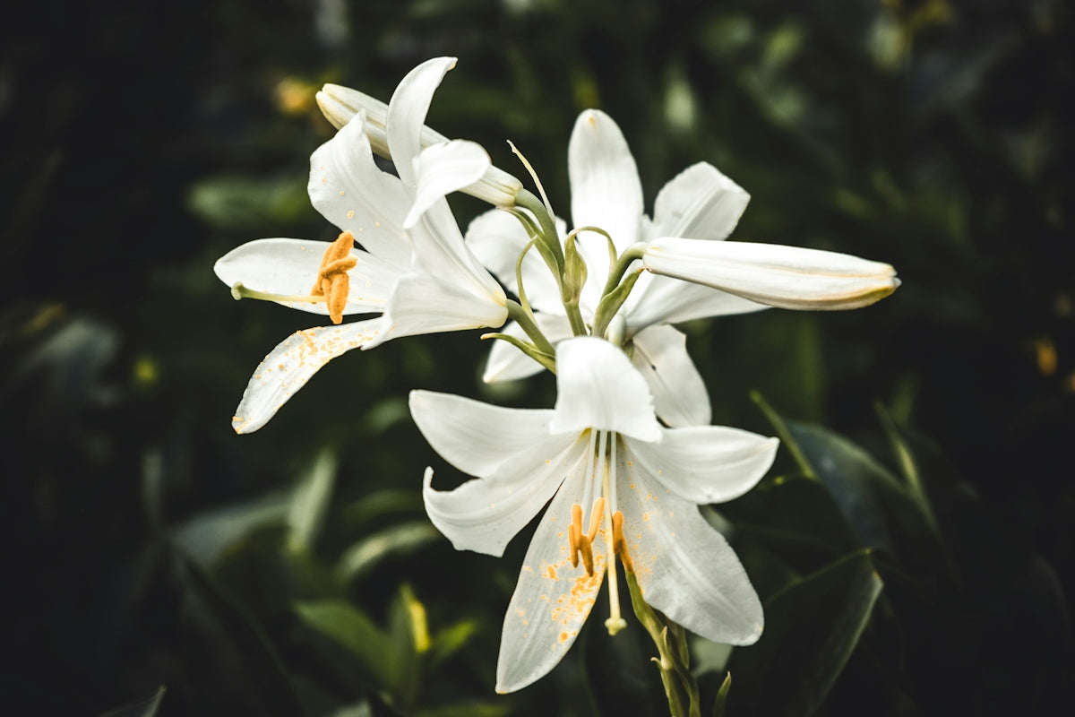 White lily flowers with yellow stamens against a dark green blurred background
