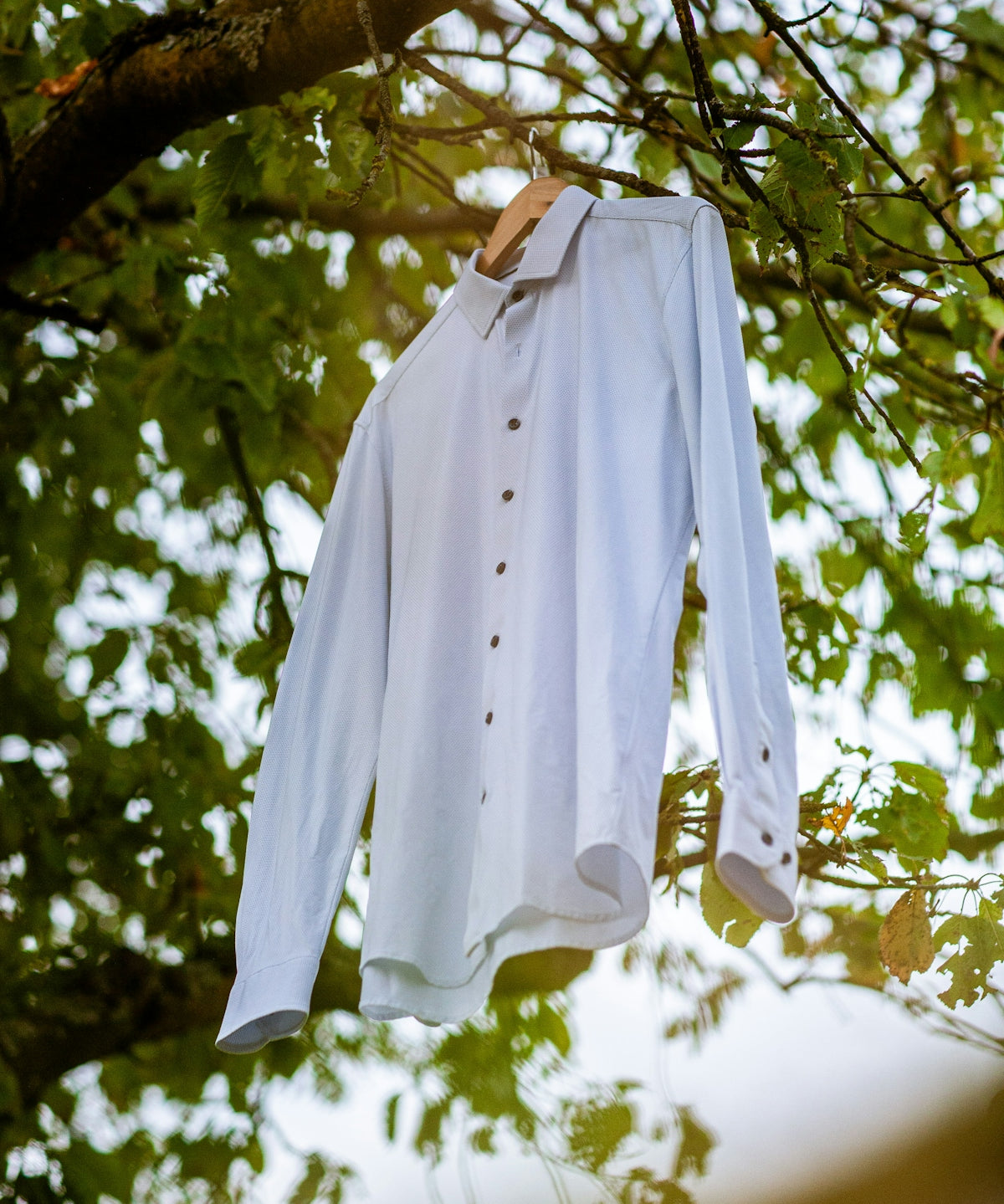 A white shirt hanging from a tree branch