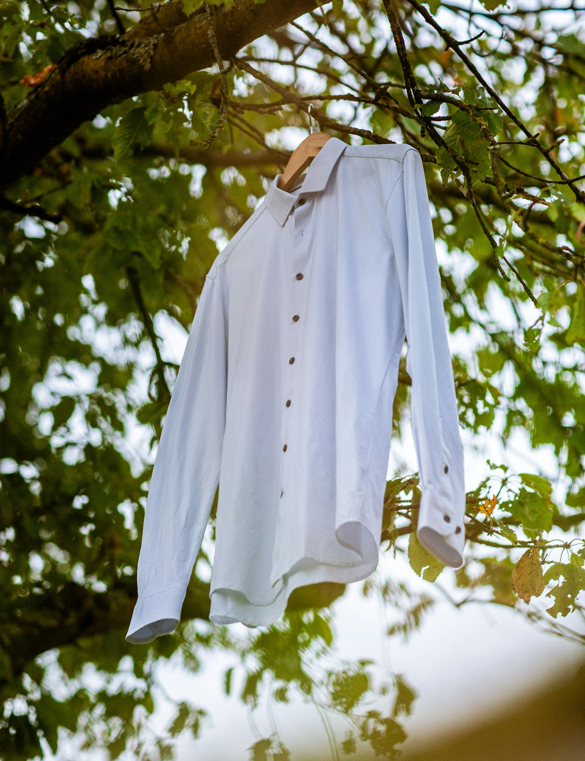 A white shirt hanging from a tree branch