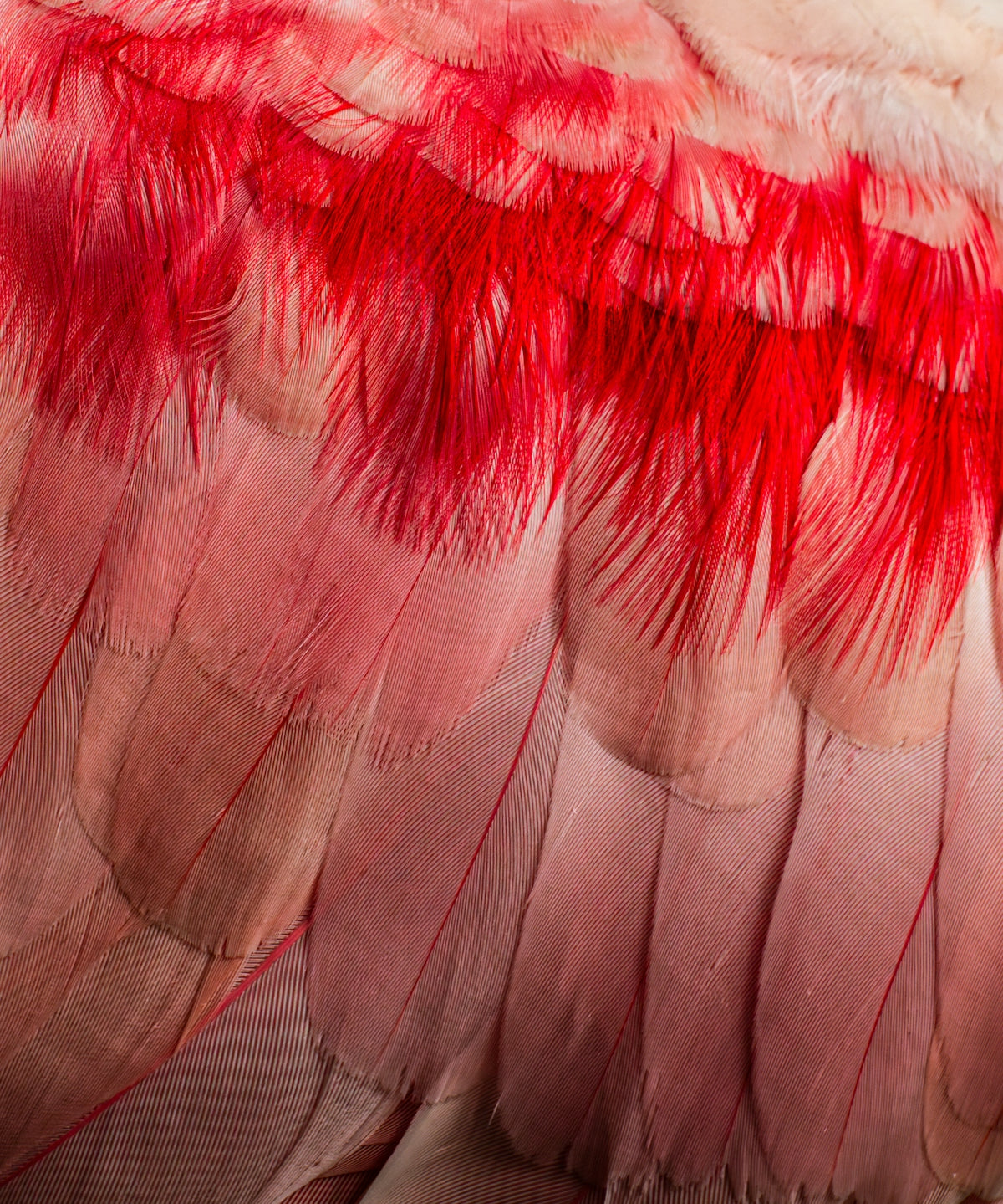 Close-up of soft pink and red feathers