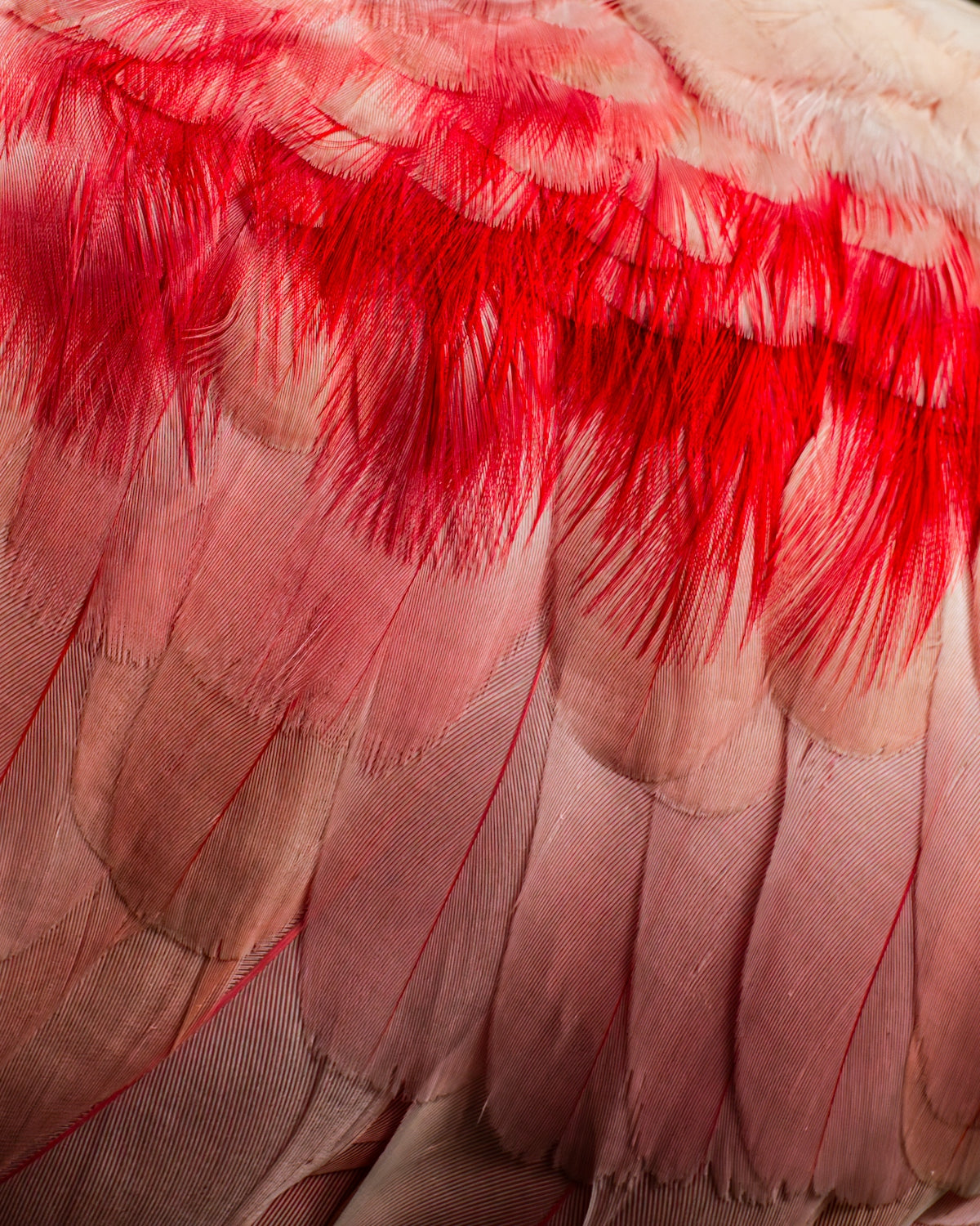 Close-up of soft pink and red feathers