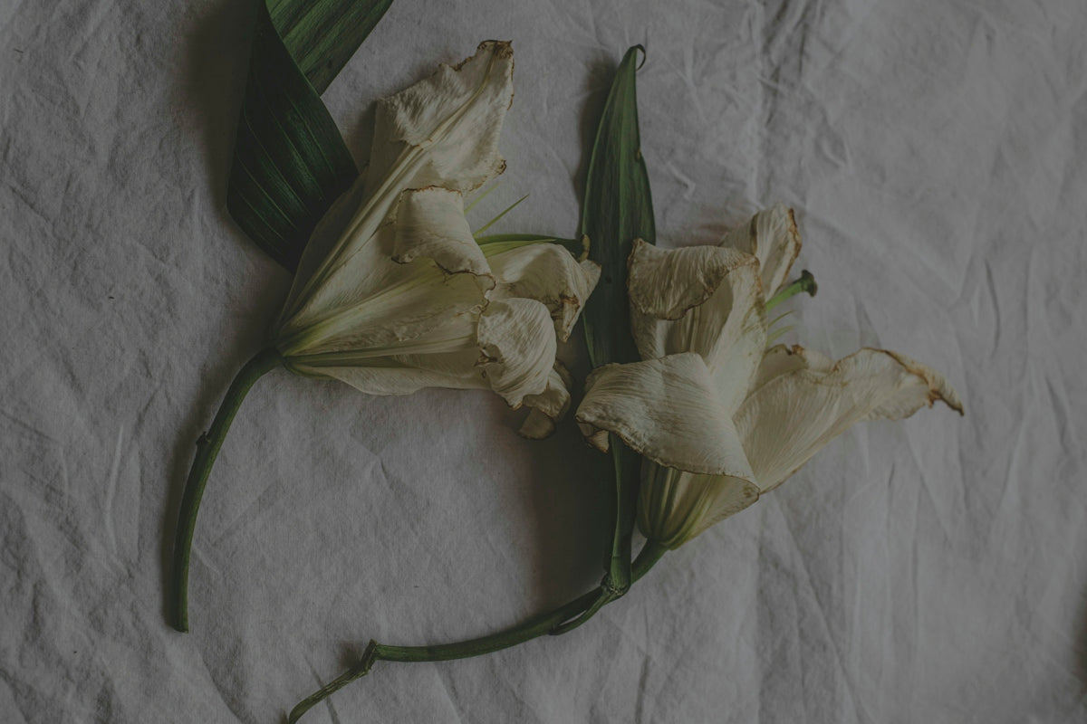 Two wilting white lily flowers with green stems on a textured white fabric